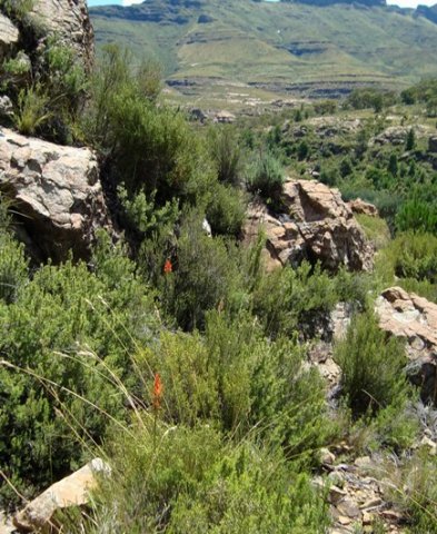 Disa porrecta in habitat